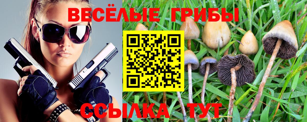 Кингисепп  Псилоцибиновые грибы Cubensis  Вход с VPN 